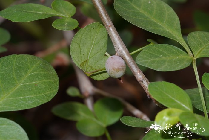 芬芳橄榄Bursera fagaroides