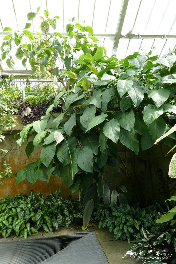 斜叶树胡椒Piper obliquum
