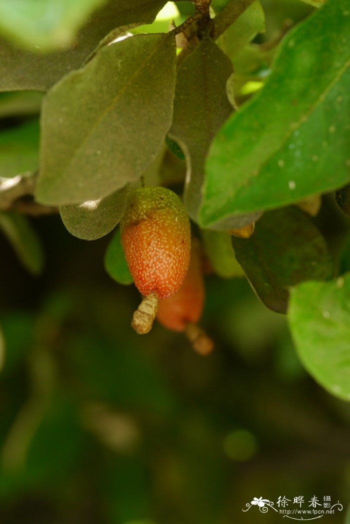 大叶胡颓子elaeagnusmacrophylla