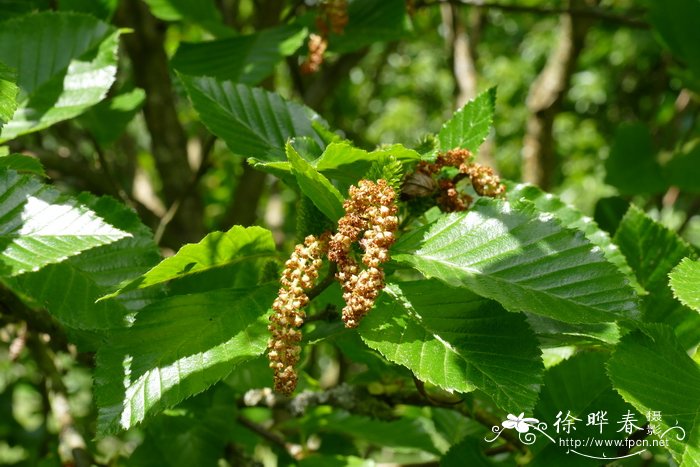 高加索桦Betula medwediewii