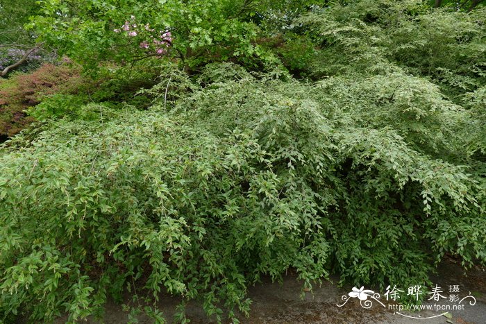 矮桦Betula potaninii