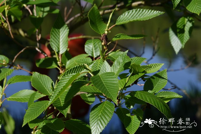坚硬桤木alnusfirma