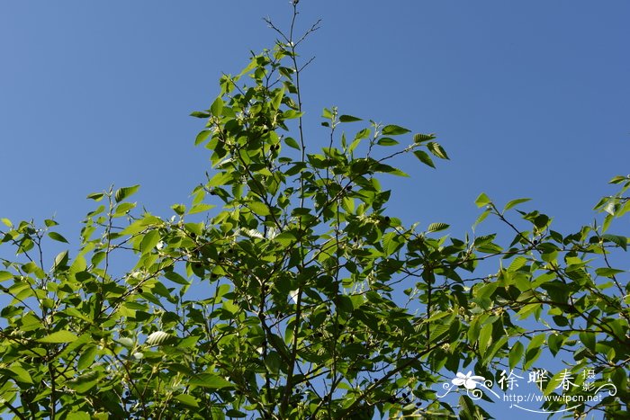 坚硬桤木Alnus firma