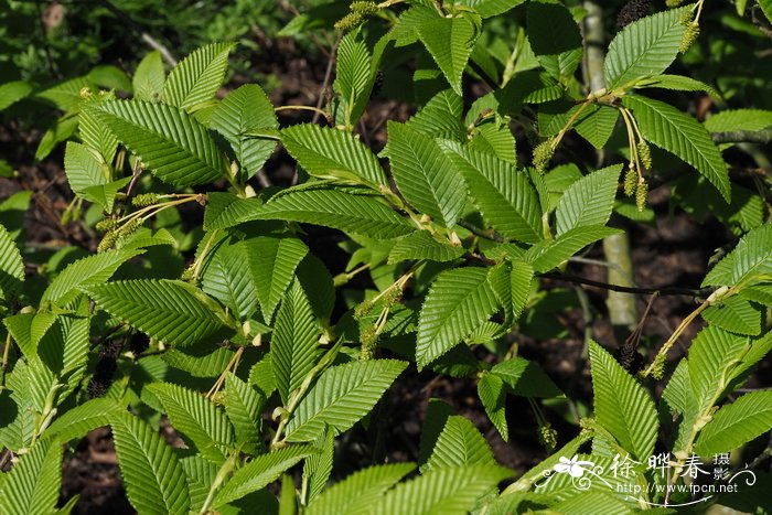 垂花桤木alnus pendula