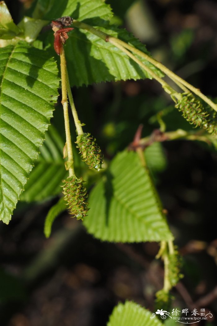 垂花桤木alnus pendula