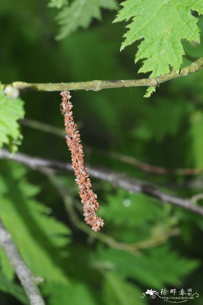 欧榛 Corylus avellana