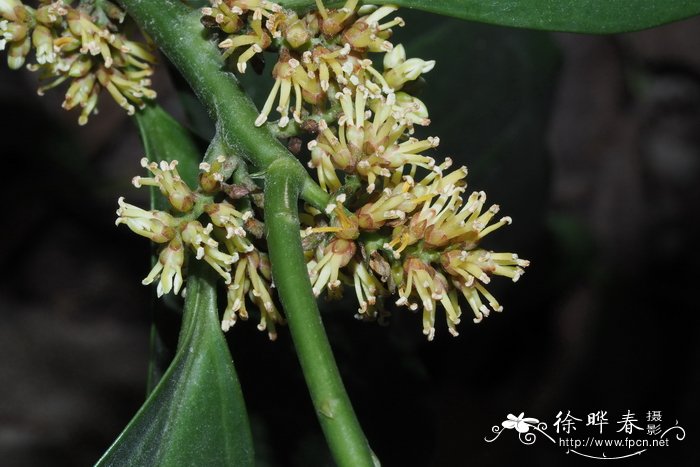 杨梅黄杨Buxus myrica