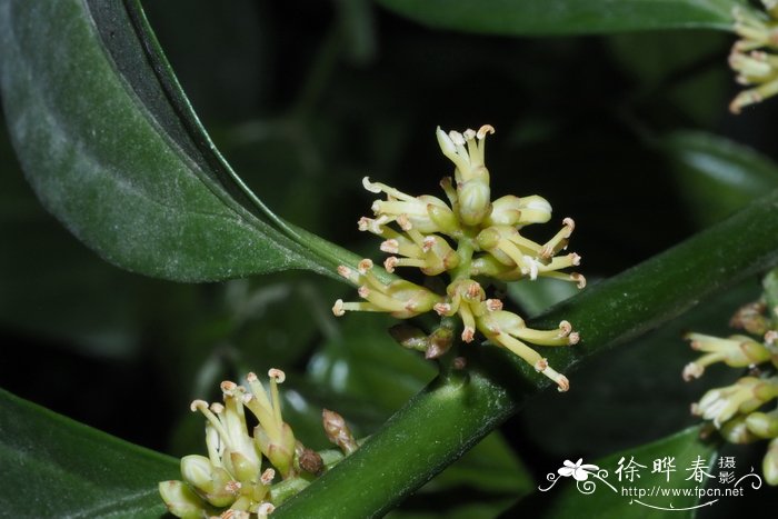 杨梅黄杨Buxus myrica