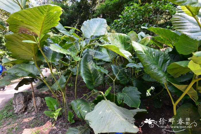 大叶火筒树Leea macrophylla