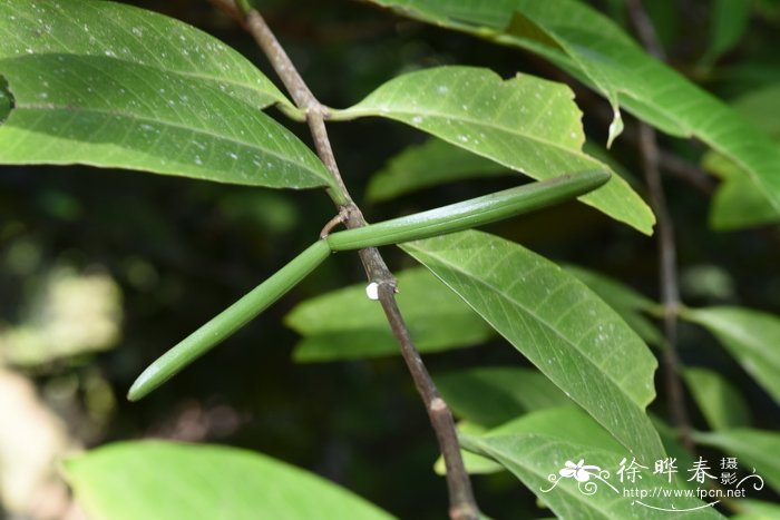 倒缨木Kibatalia macrophylla
