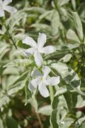 银叶狗牙花Tabernaemontana  'Silver variety'