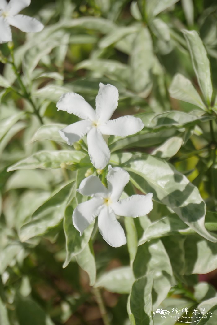 银叶狗牙花tabernaemontanasilvervariety