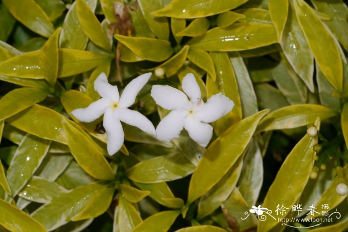 金叶矮狗牙花 Tabernaemontana divaricata 'Dwaft Gold'