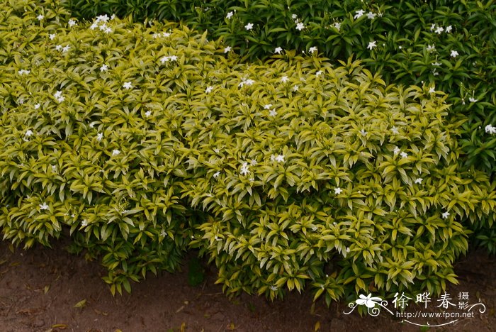 金叶矮狗牙花 tabernaemontana divaricata'dwaft gold-花卉图片网