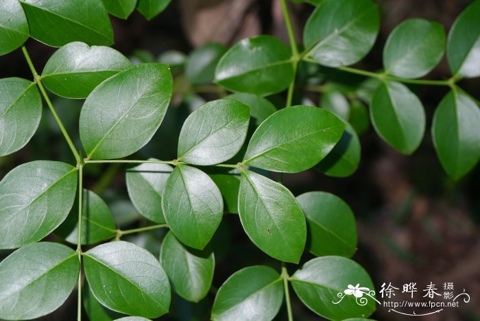 假虎刺Carissa spinarum