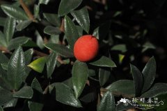 假叶树叶链珠藤 Alyxia ruscifolia