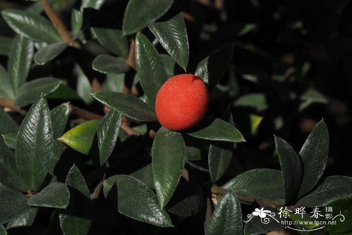 假叶树叶链珠藤 Alyxia ruscifolia