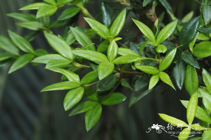 假叶树叶链珠藤 Alyxia ruscifolia