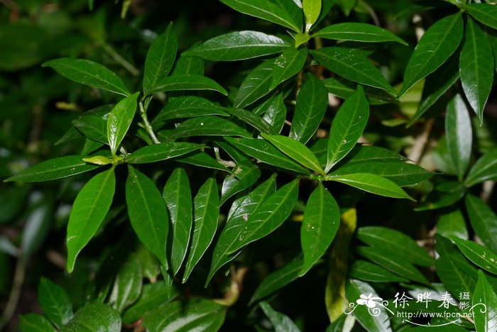 矮狗牙花Tabernaemontana divaricata 'Dwaft'