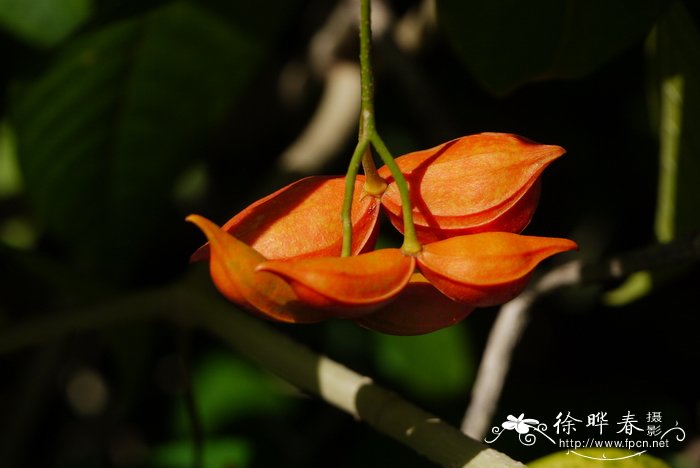 平脉狗牙花 Tabernaemontana pandacaqui