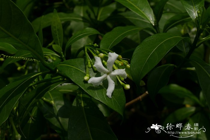 平脉狗牙花 Tabernaemontana pandacaqui