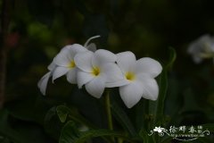 戟叶鸡蛋花、缅雪花Plumeria pudica