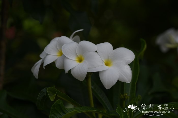 戟叶鸡蛋花、缅雪花Plumeria pudica