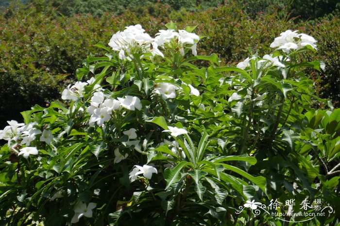 戟叶鸡蛋花、缅雪花Plumeria pudica