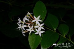 假虎刺Carissa spinarum