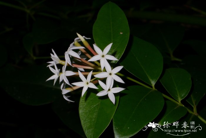 假虎刺Carissa spinarum