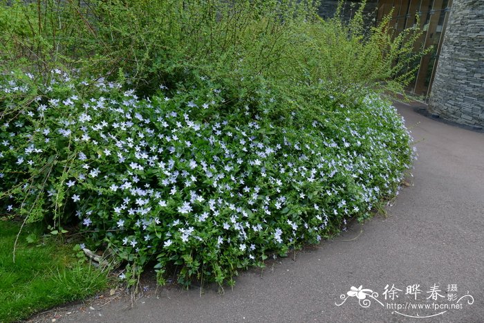异形蔓长春花Vinca difformis