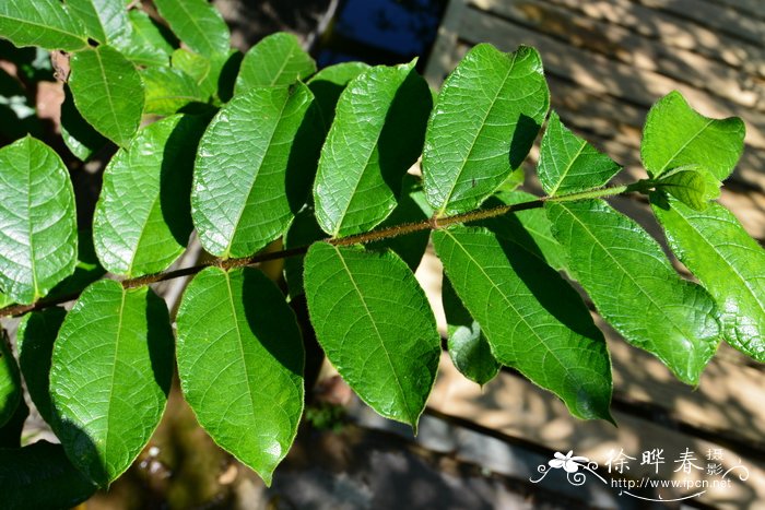 箭毒羊角拗Strophanthus hispidus