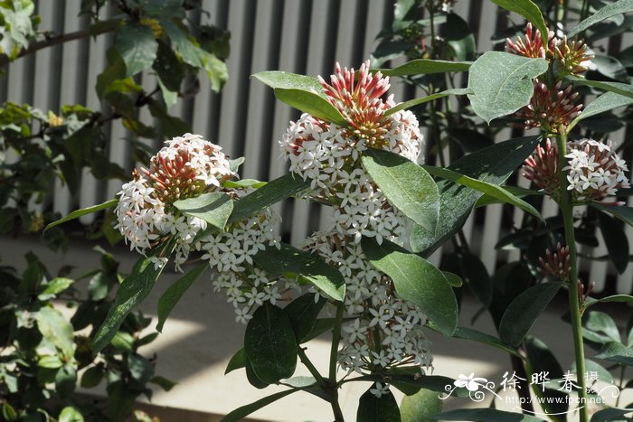长圆叶长药花 Acokanthera oblongifolia