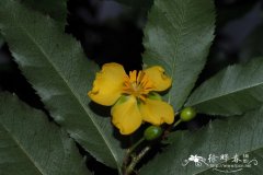 纳塔利亚金莲木Ochna natalitia