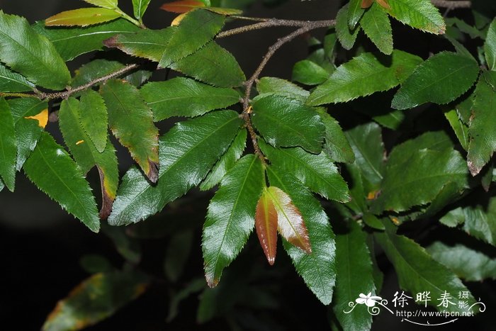 纳塔利亚金莲木Ochna natalitia