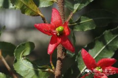 鼠眼木Ochna serrulata