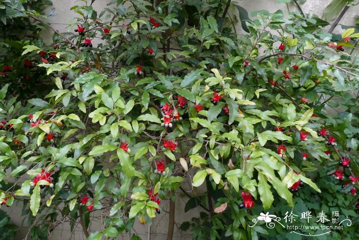 鼠眼木Ochna serrulata