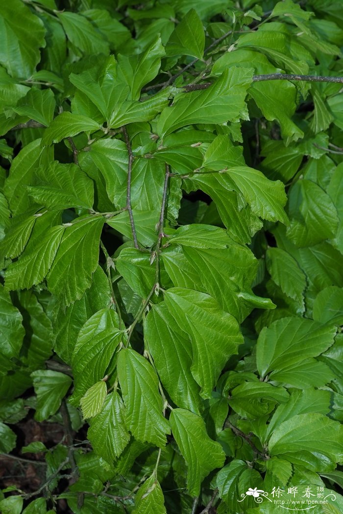 波斯铁木parrotia persica