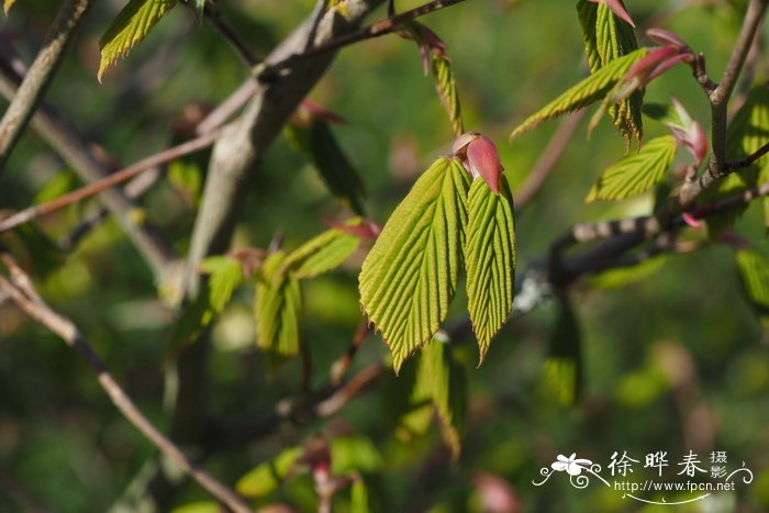 Corylopsis gotoana