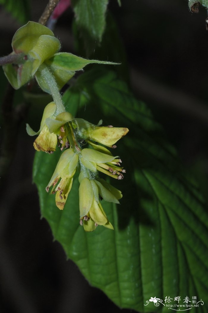 穗序蜡瓣花Corylopsis spicata