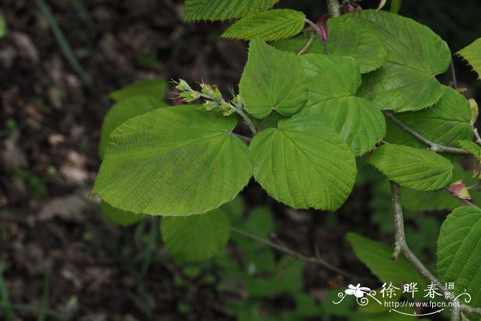 穗序蜡瓣花Corylopsis spicata