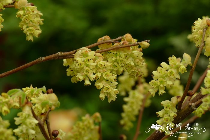 维奇红药蜡瓣花Corylopsis veitchiana