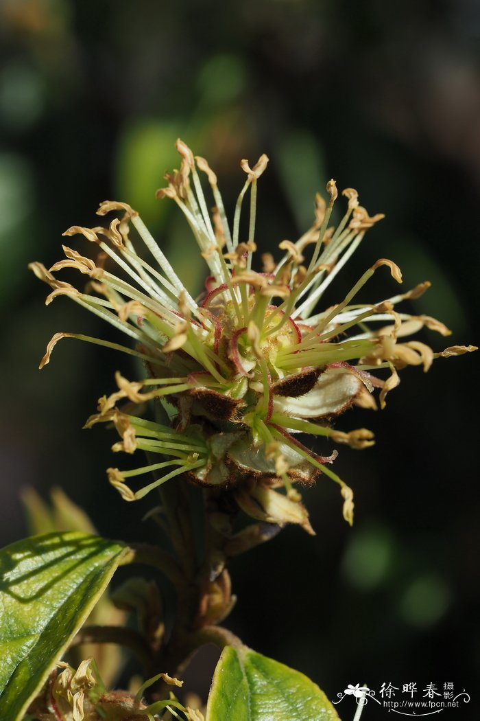 水丝梨Sycopsis sinensis 水丝梨Sycopsis sinensis