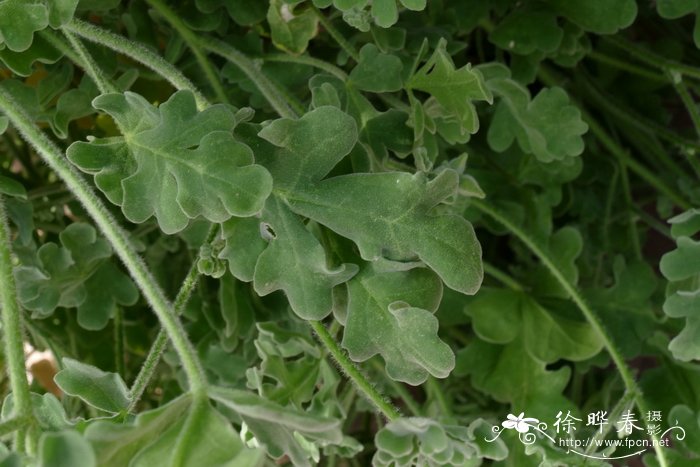 粉绿叶冠葵Cristaria glaucophylla