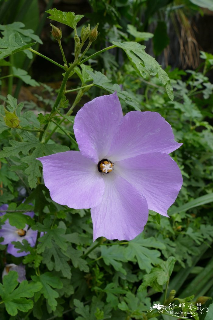 ‘圣克鲁斯’紫葵Alyogyne huegelii ‘Santa Cruz’