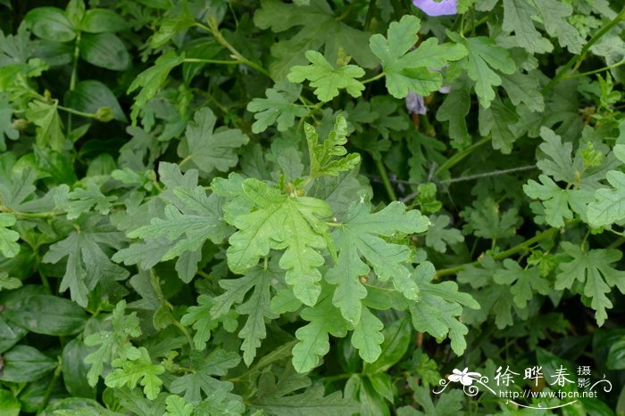 ‘圣克鲁斯’紫葵Alyogyne huegelii ‘Santa Cruz’