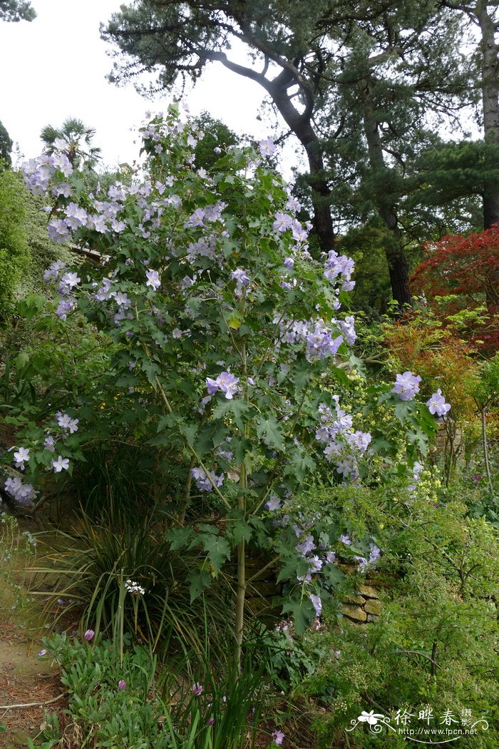 滨海花葵Lavatera maritima