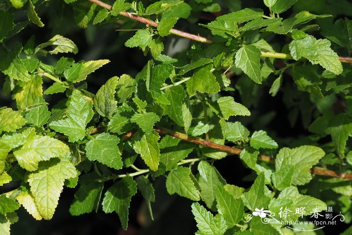 粗糙南非葵Anisodontea scabrosa