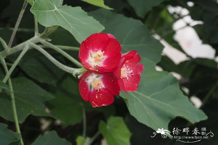 伞花木锦葵phymosiaumbellata