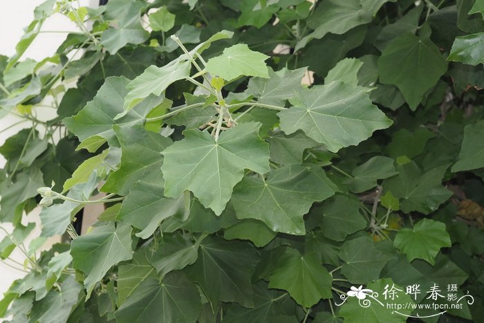 伞花木锦葵Phymosia umbellata